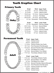 Tooth eruption chart